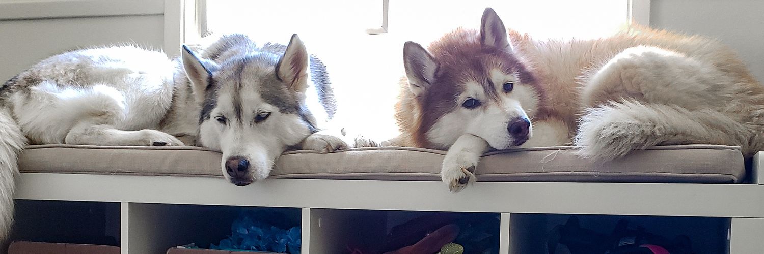 MeelerHusky's profile banner image
