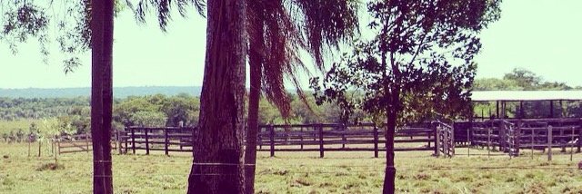 Sofi Sanchez banner