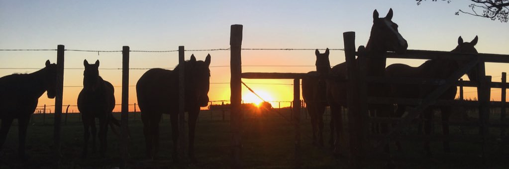 Federico Stirling banner