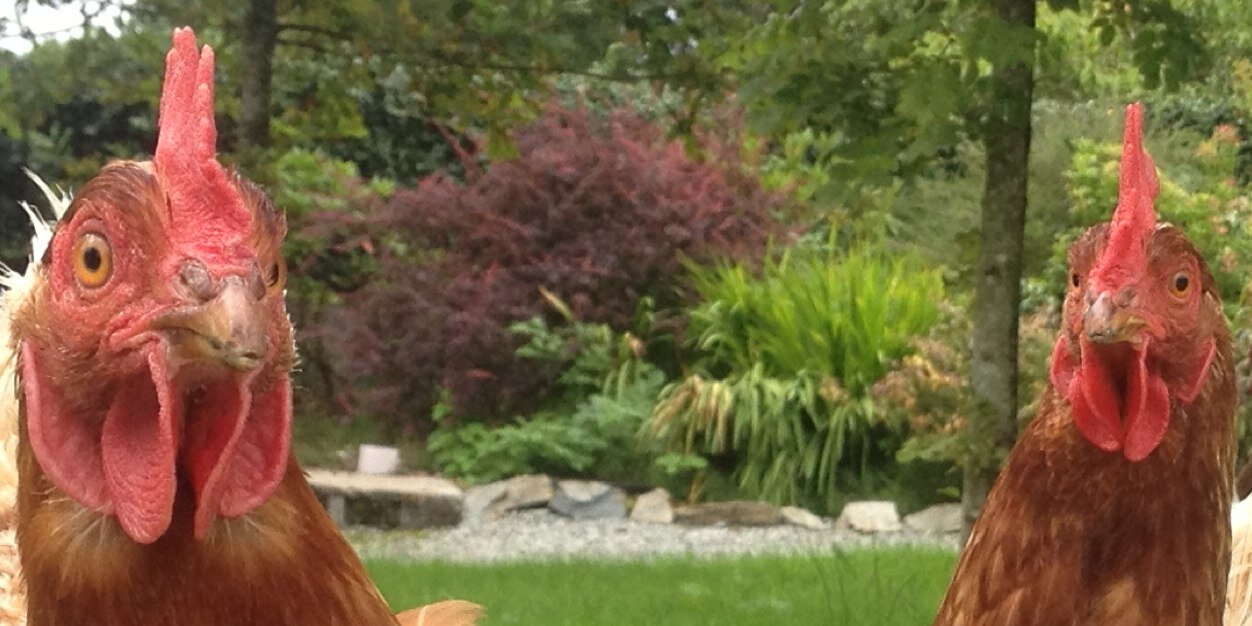 ronanalfred's profile banner image