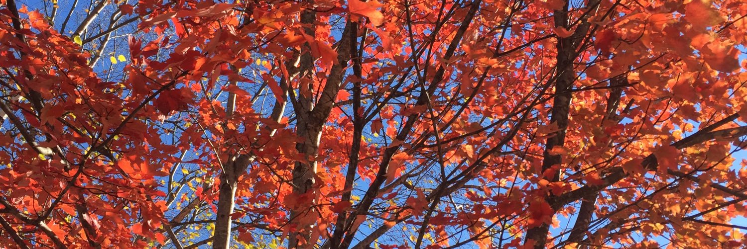 anitatbrown's profile banner image