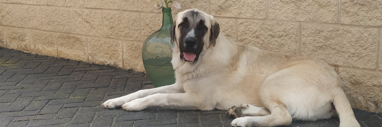 EstefiGracia's profile banner image