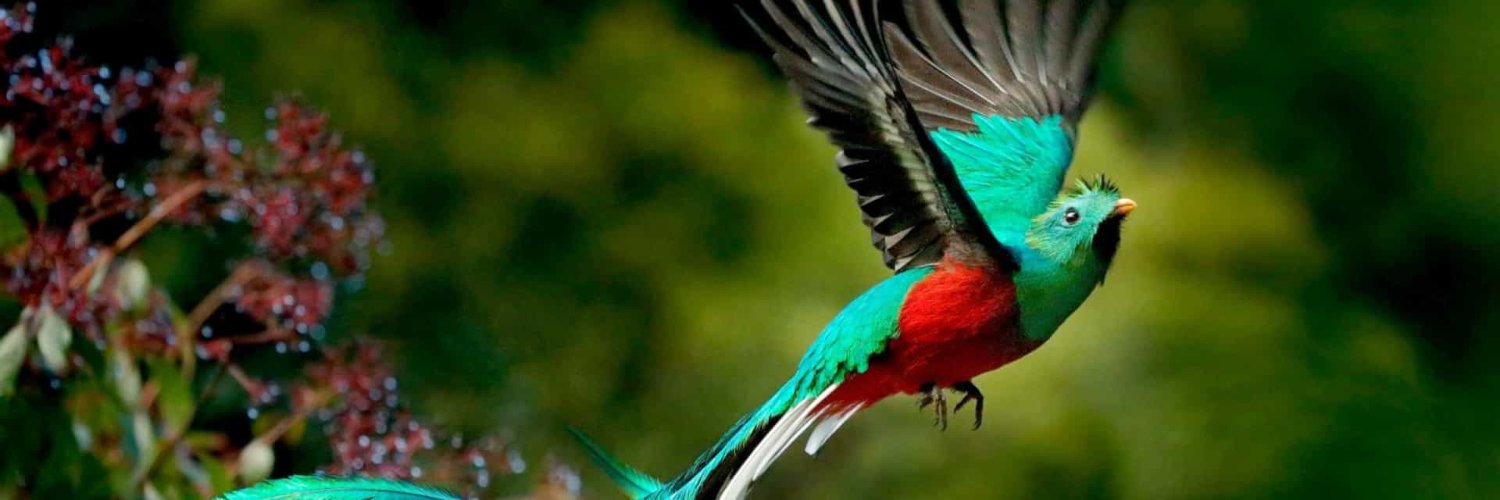 beautiful bird banner