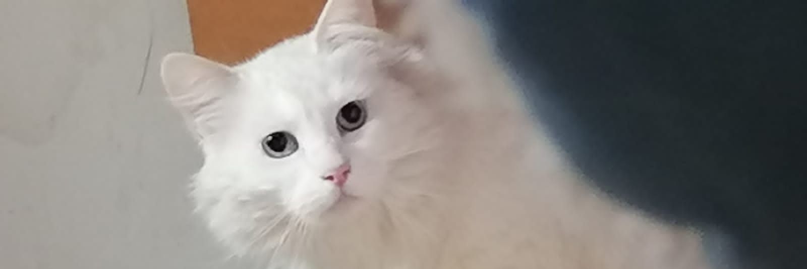Ana M.🤭🇨🇱🇫🇮 💚 banner