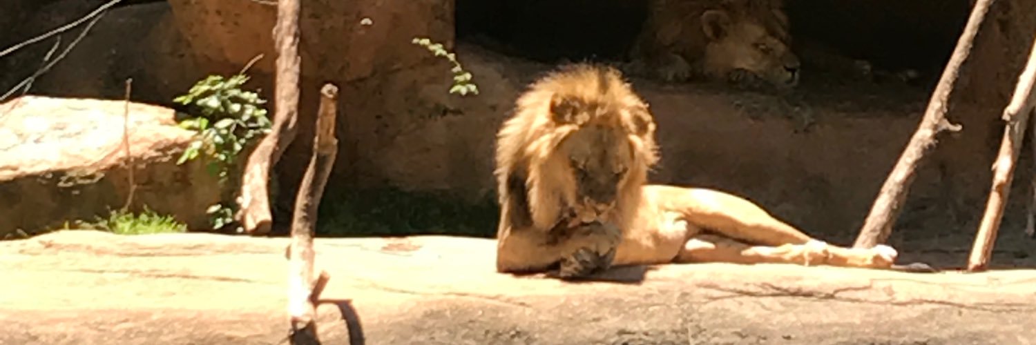 lion_gzzle's profile banner image