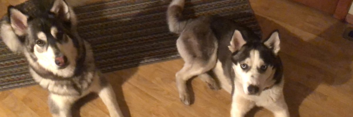 JamieTurcotte's profile banner image
