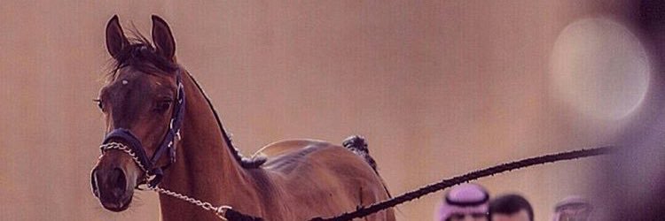 abonaif503's profile banner image