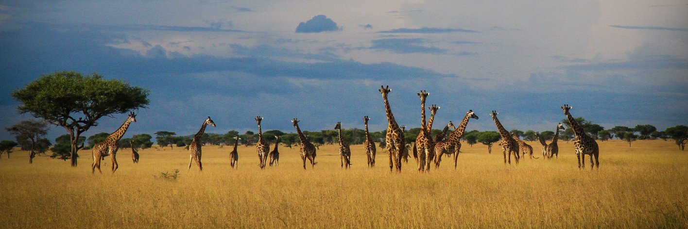 SandHSafaris's profile banner image