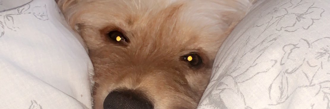 EllieGillott's profile banner image