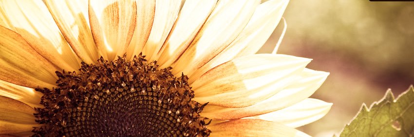 ElisaRaina's profile banner image