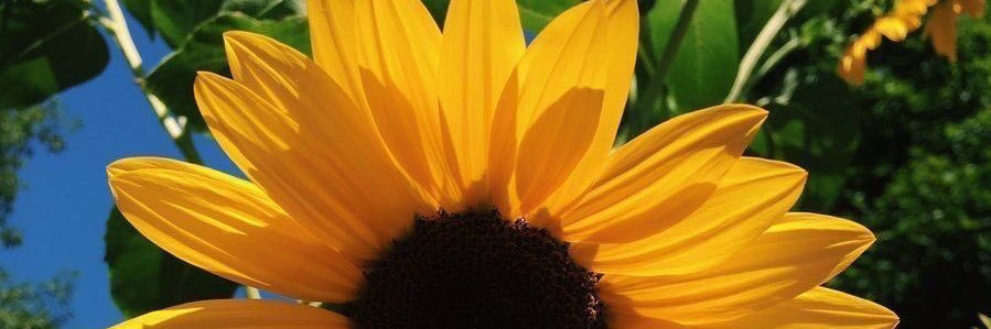 stemmarques's profile banner image