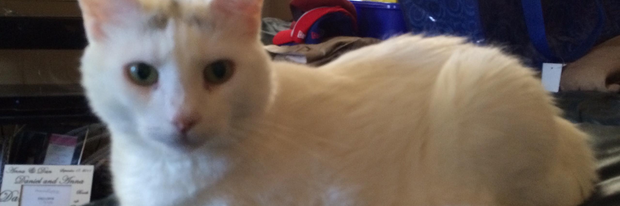 acbooth8's profile banner image