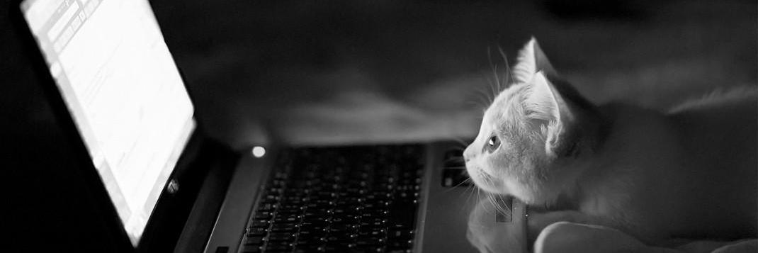 _pochio_'s profile banner image