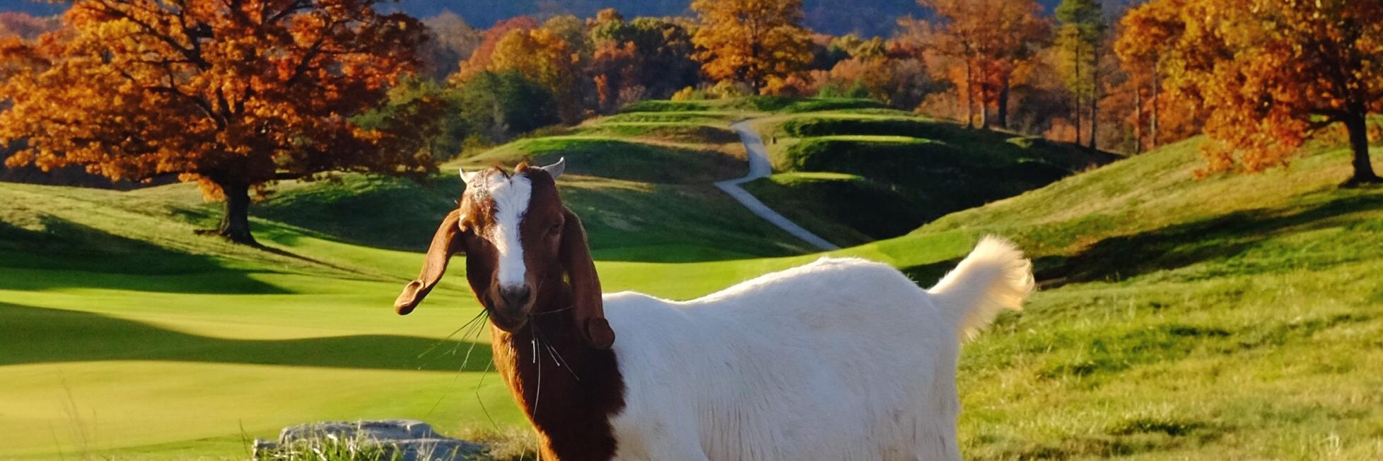Lester George banner