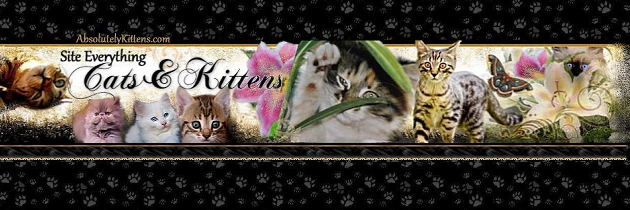 absolutekittens's profile banner image