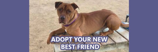 wilcopets Profile Banner