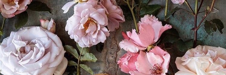 larizamelo's profile banner image