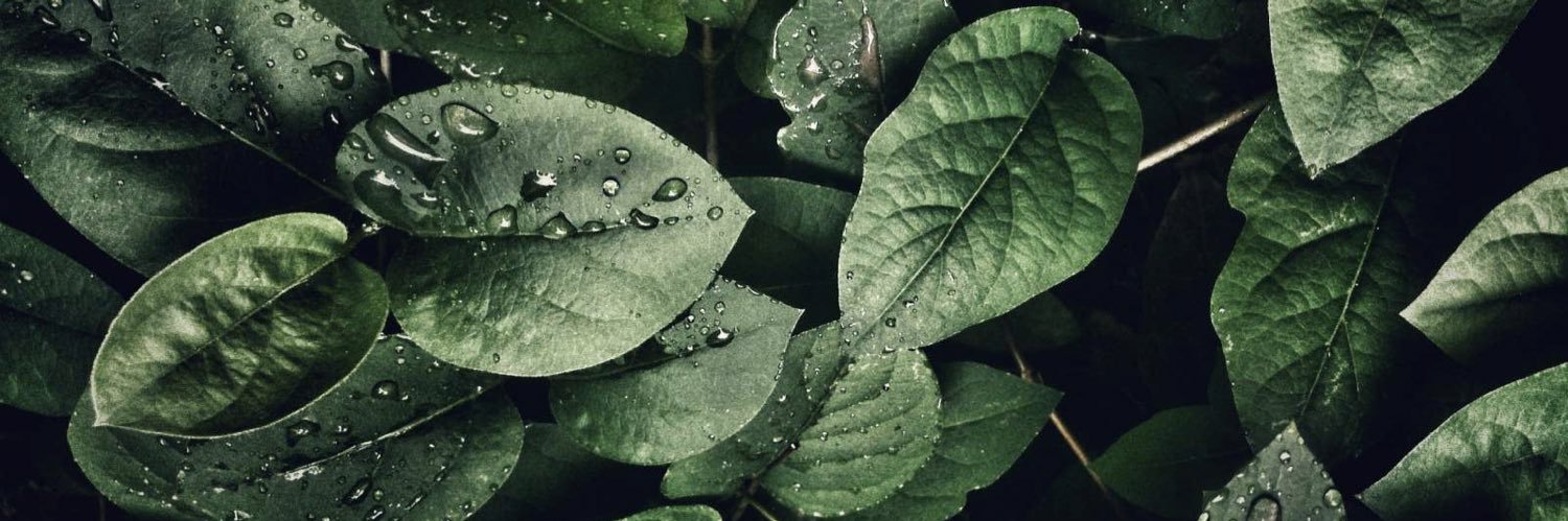 𝒶𝓁𝓎𝓈𝑜𝓃🌿 banner