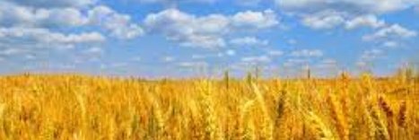 Nellie R ☮️🇺🇸 🇺🇦 banner