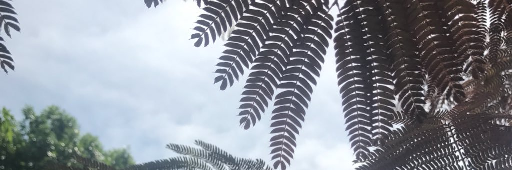 lisaaeaton's profile banner image