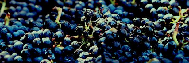 SoConnWineCo's profile banner image