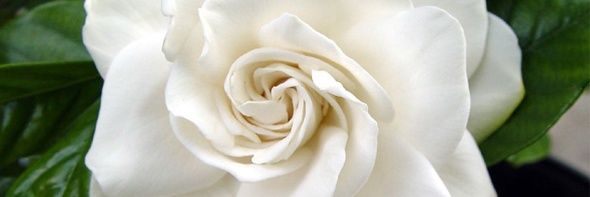 anapsouzade's profile banner image