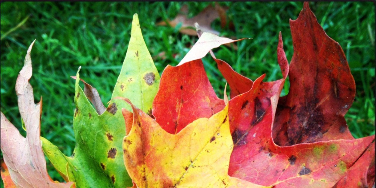 _cole_roman_'s profile banner image