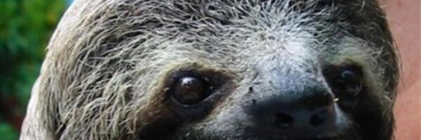 Beach_Sloth Profile Banner