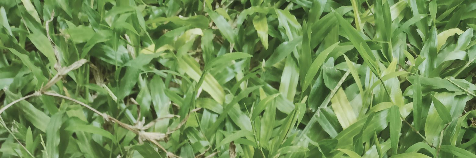 queenNuna18's profile banner image