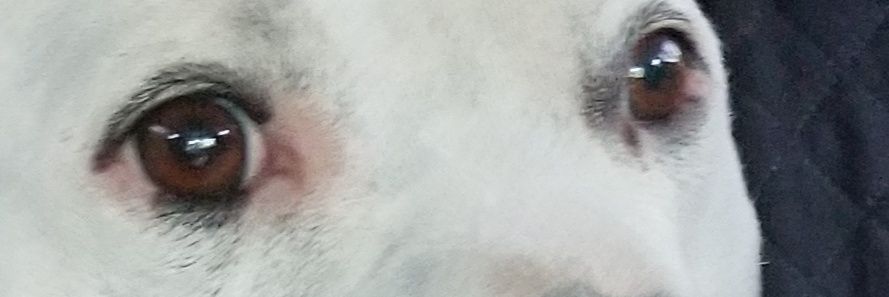 Grantgamefreak's profile banner image