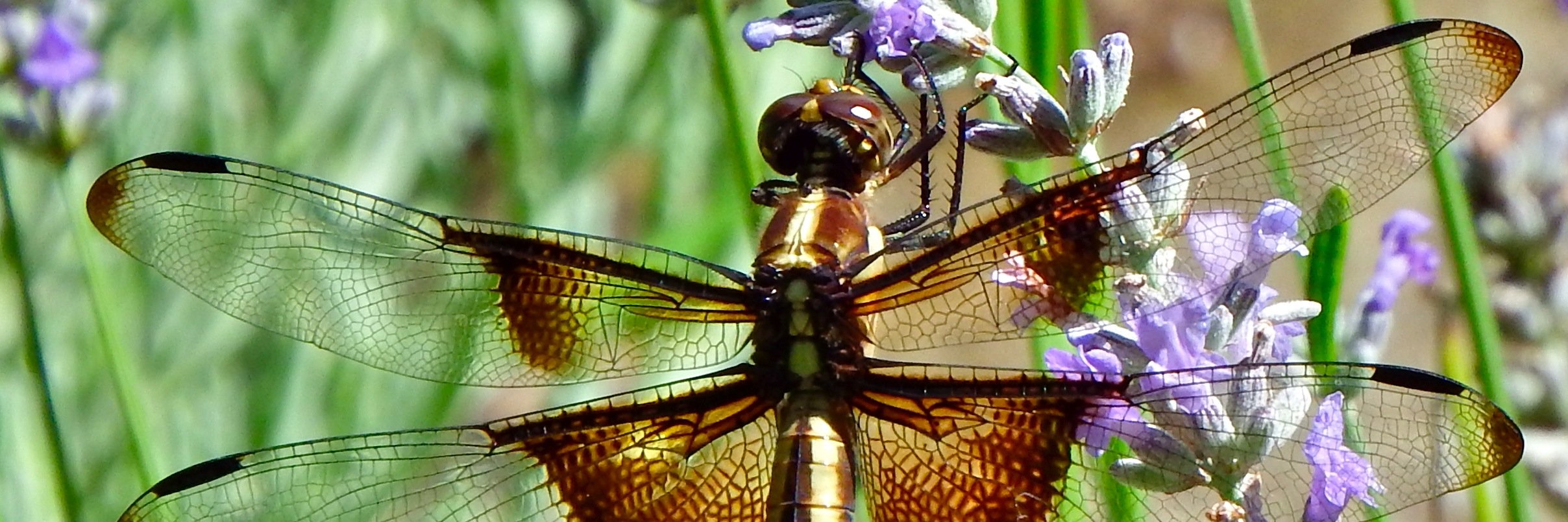 I AM SETH RICH🇺🇸🗣 banner