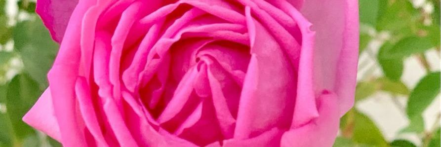 محمد بن سيف الرحبي banner