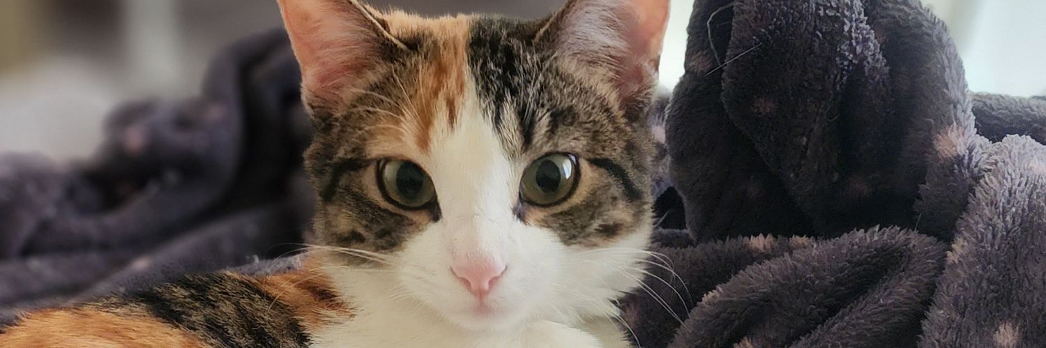 ItsJusMe_Elle's profile banner image