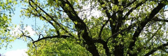 Pippa Shulman banner