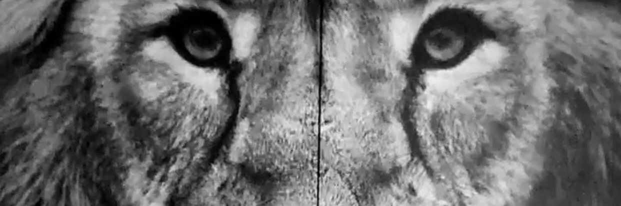 Chiefwerdna's profile banner image