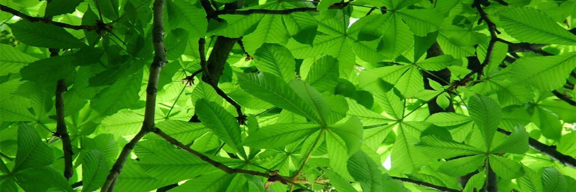 Fabien Choné banner