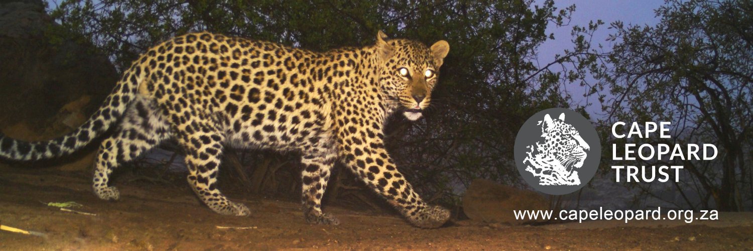 CapeLeopardTrst's profile banner image