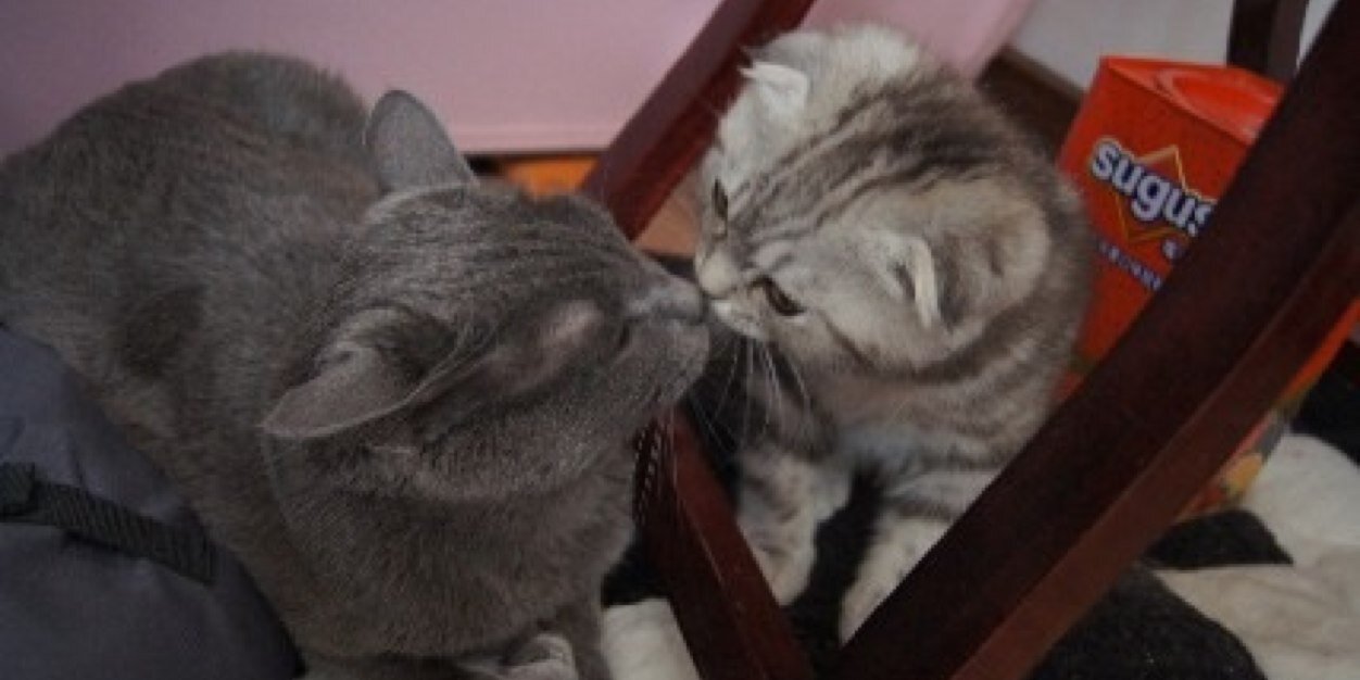 lainsadcat's profile banner image
