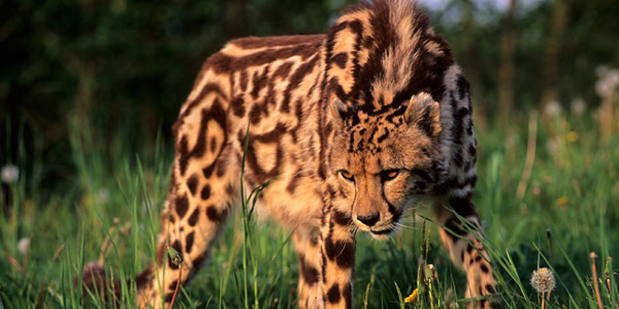 KingCheetah's banner