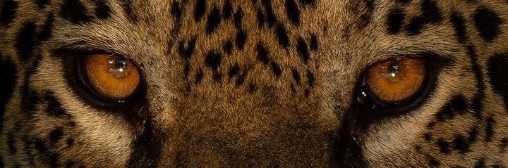 nerisauvage's profile banner image