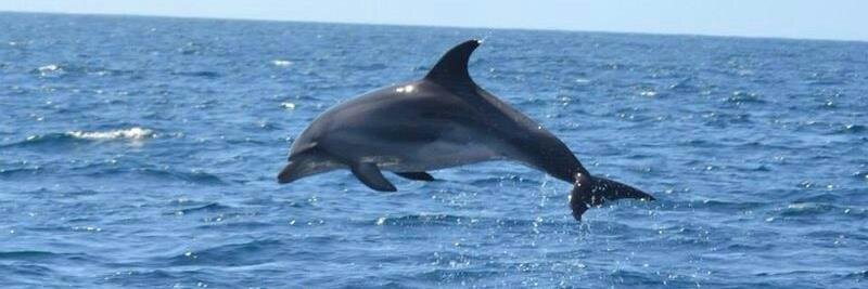 tenerifedolphin's profile banner image