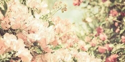 irisveldink's profile banner image