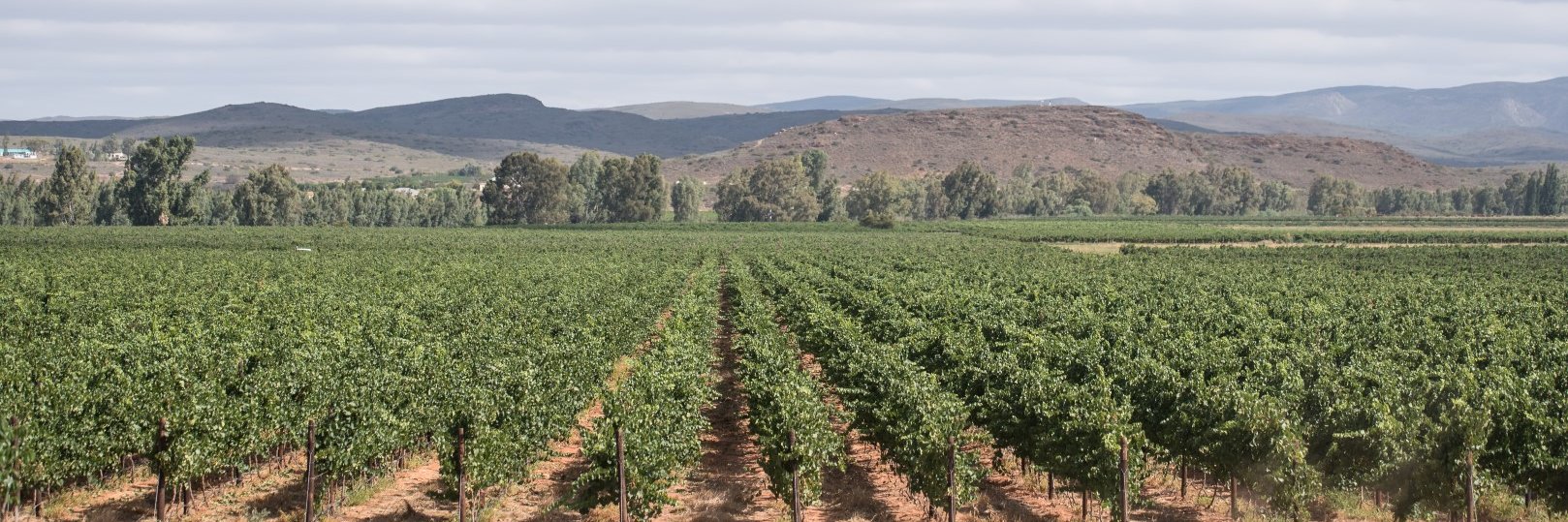 Weltevrede Wine Estate banner