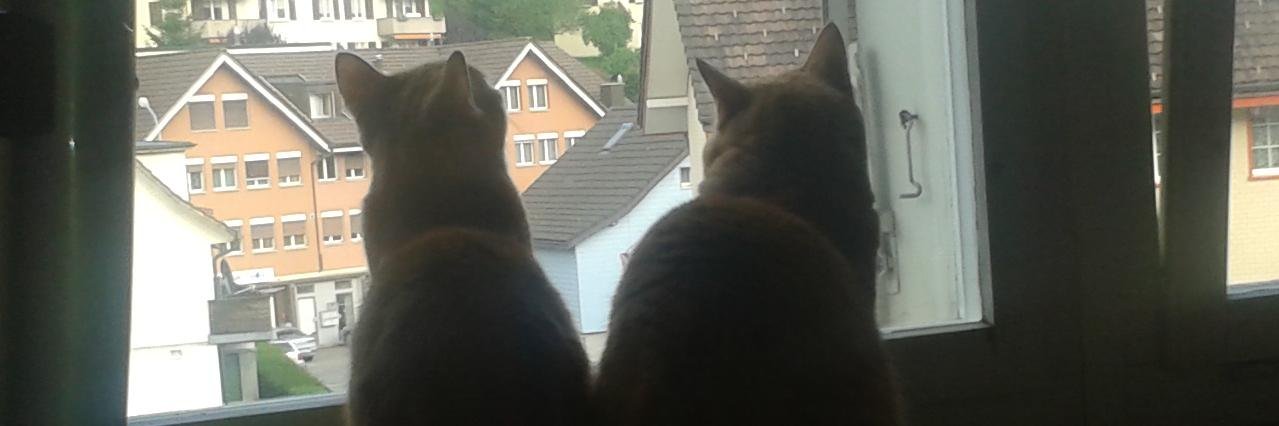 two_red_cats's profile banner image