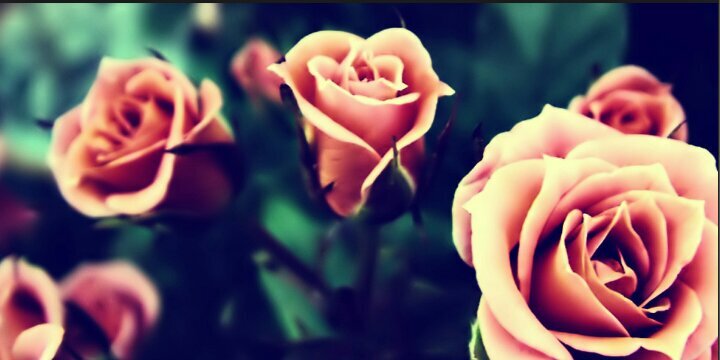 _jobanni's profile banner image