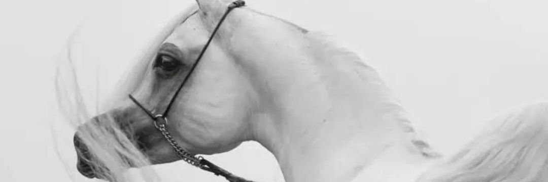 AAQ_1405's profile banner image