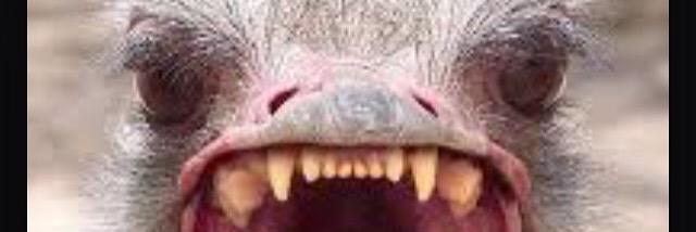 lucapulicelli's profile banner image