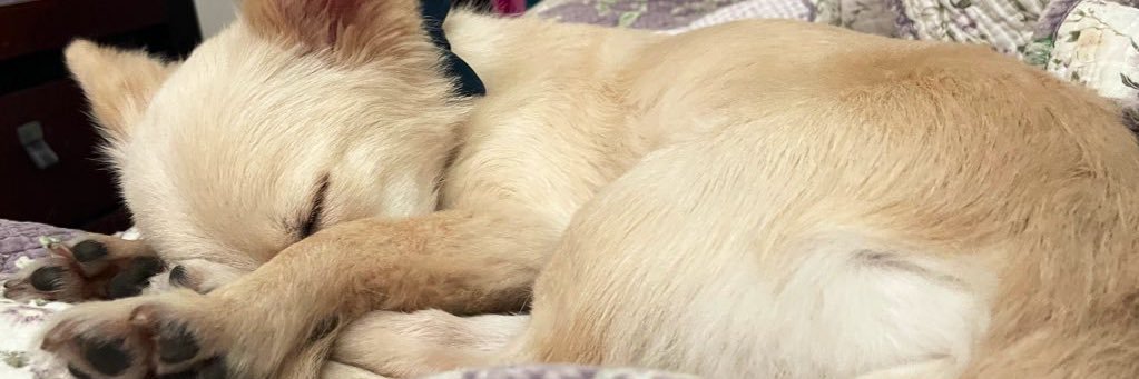 paaolacvt's profile banner image