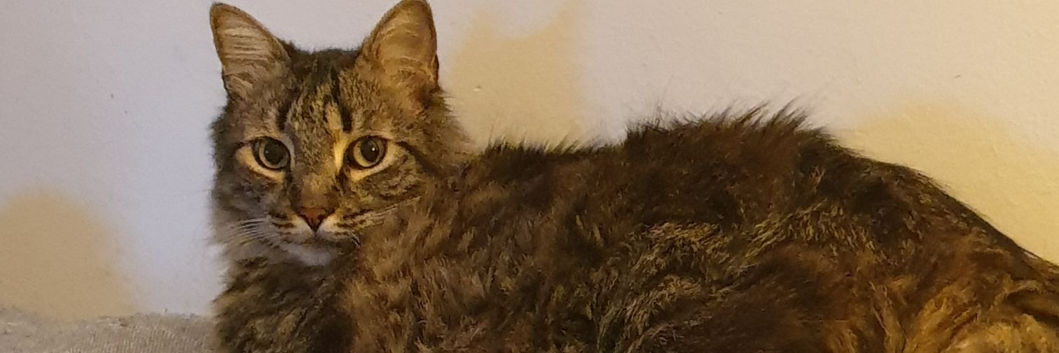 Bartholomew 🌍 banner