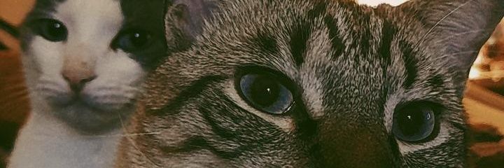 MartaMiniDedo's profile banner image